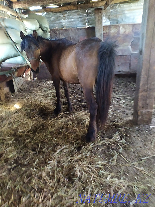 Әртүрлі шараларға арналған семіз жылқылар  - изображение 1