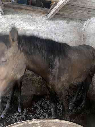 Жирные лошади на откорме, разных возрастов на выбор в атбасаре  Көкшетау