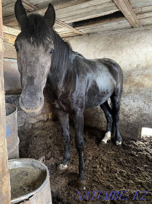 Атбасарда семіретін жылқылар, жасы әртүрлі  Көкшетау - изображение 1