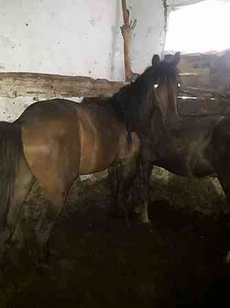 Продам лошадей тайлар Ust-Kamenogorsk
