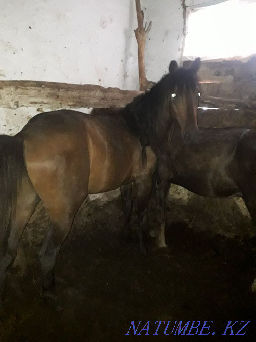Taylar horses for sale Ust-Kamenogorsk - photo 1