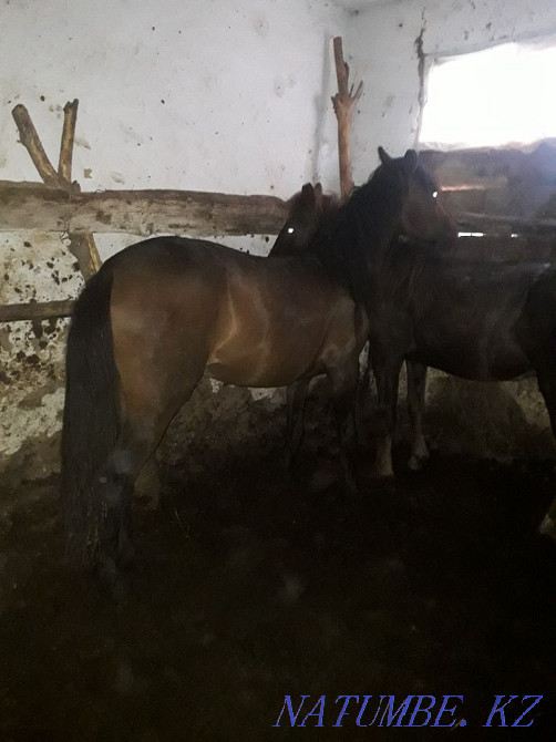 Taylar horses for sale Ust-Kamenogorsk - photo 2