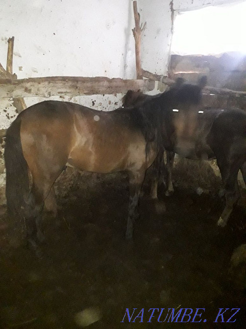 Taylar horses for sale Ust-Kamenogorsk - photo 3