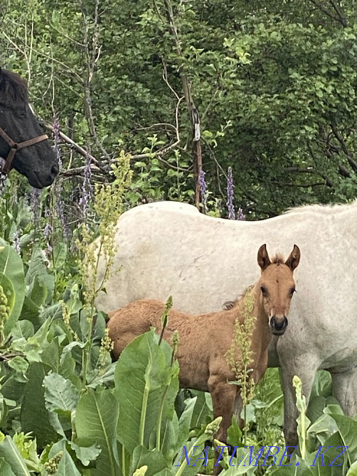 Лошади кабыла дойная Сауын бие  - изображение 2