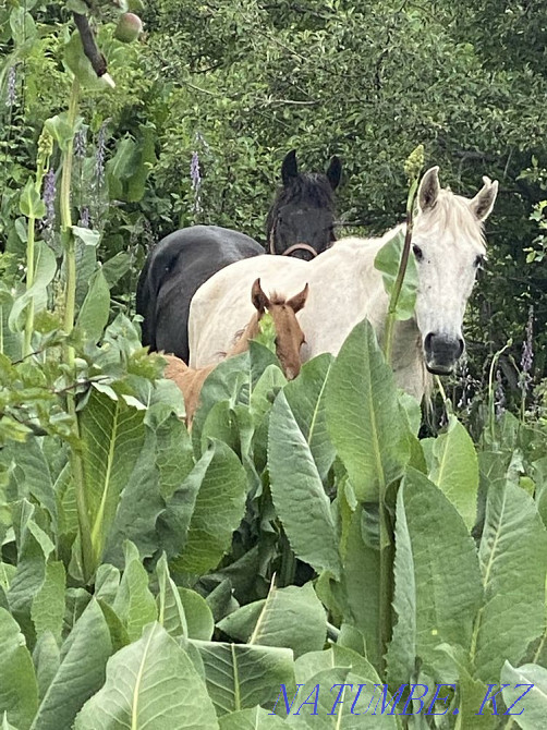 Лошади кабыла дойная Сауын бие  - изображение 3