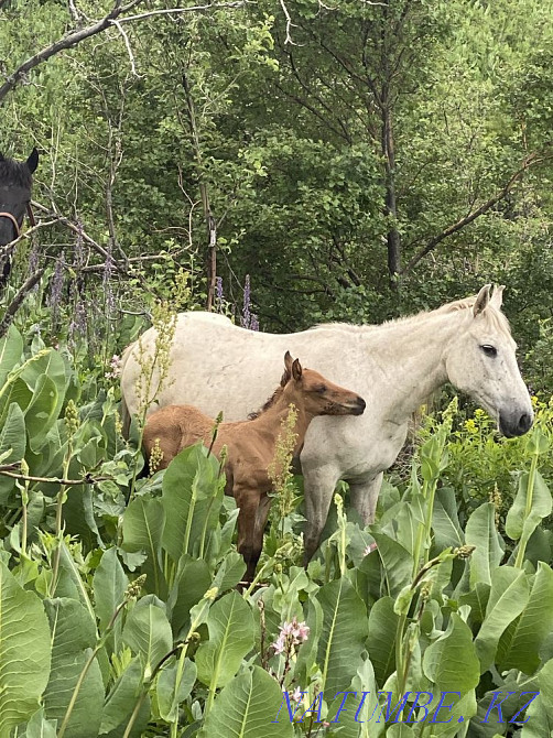Лошади кабыла дойная Сауын бие  - изображение 1