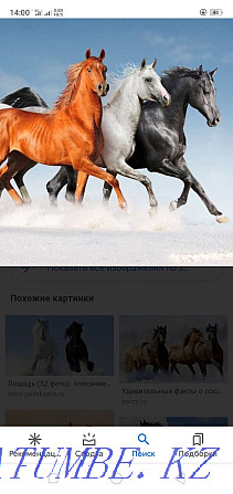 Horses kabyla, baytal, tai all girls  - photo 1