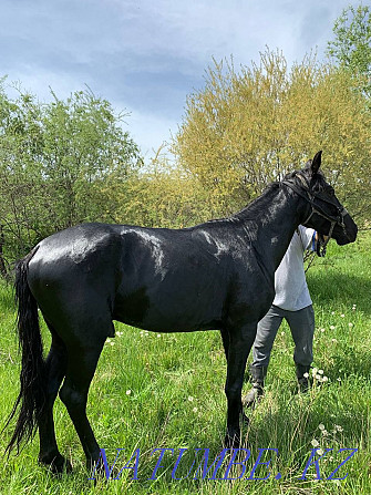 Ат жылкы сатамын продаётся лошади Енбек - изображение 6