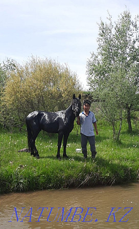Ат жылкы сатамын продаётся лошади Енбек - изображение 1