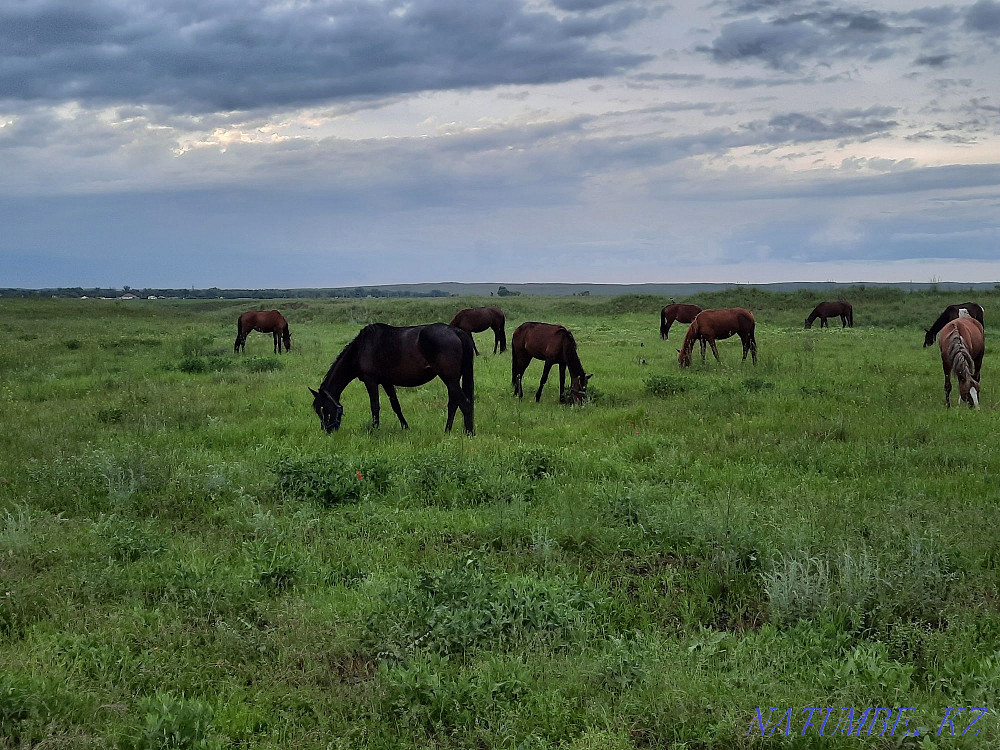 At zhylky satamyn horses for sale Енбек - photo 4