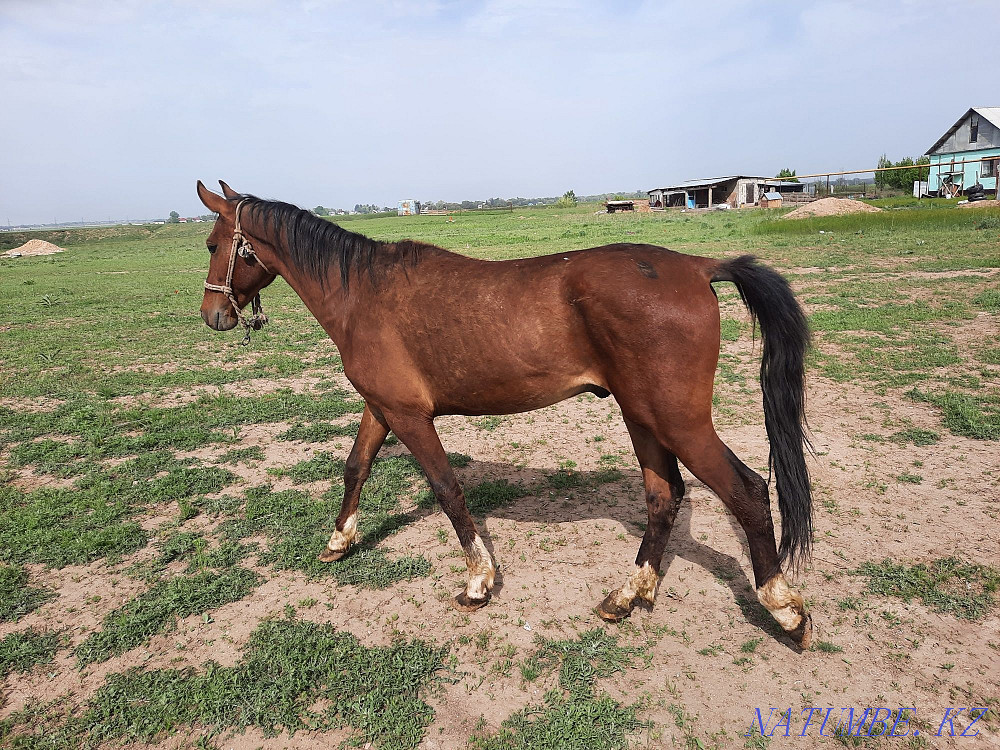 At zhylky satamyn horses for sale Енбек - photo 8