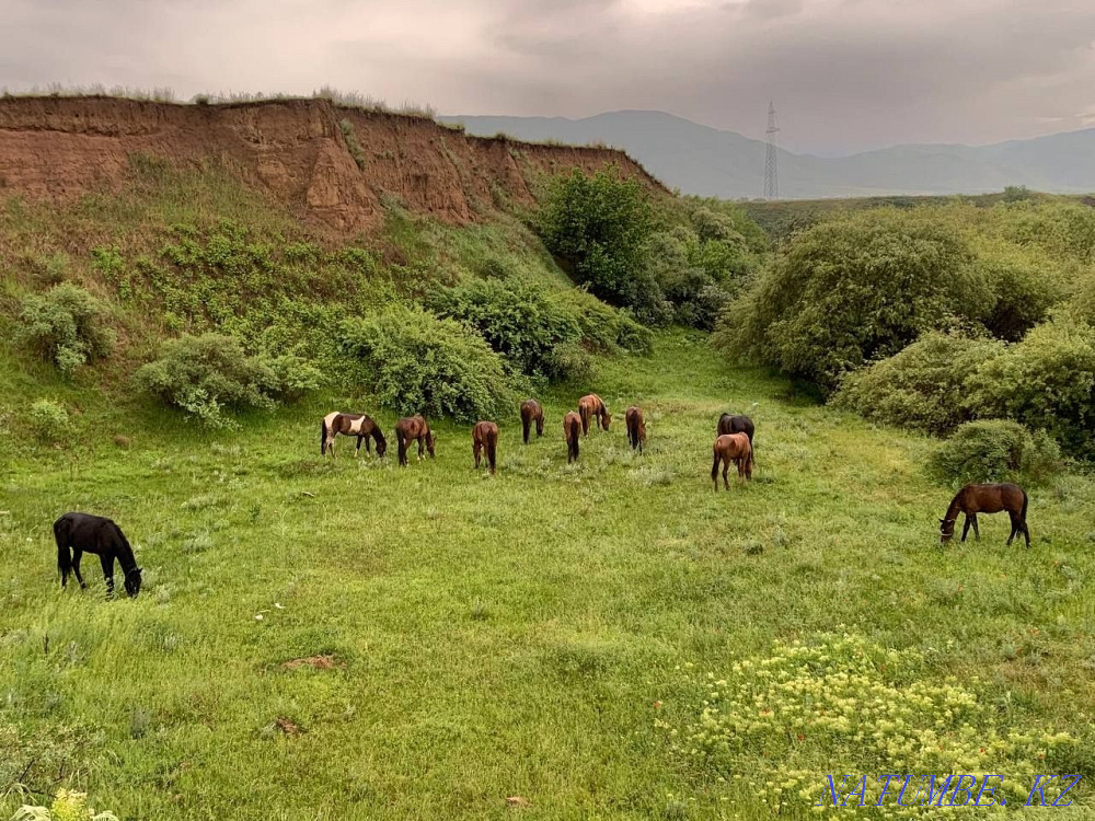 At zhylky satamyn horses for sale Енбек - photo 3