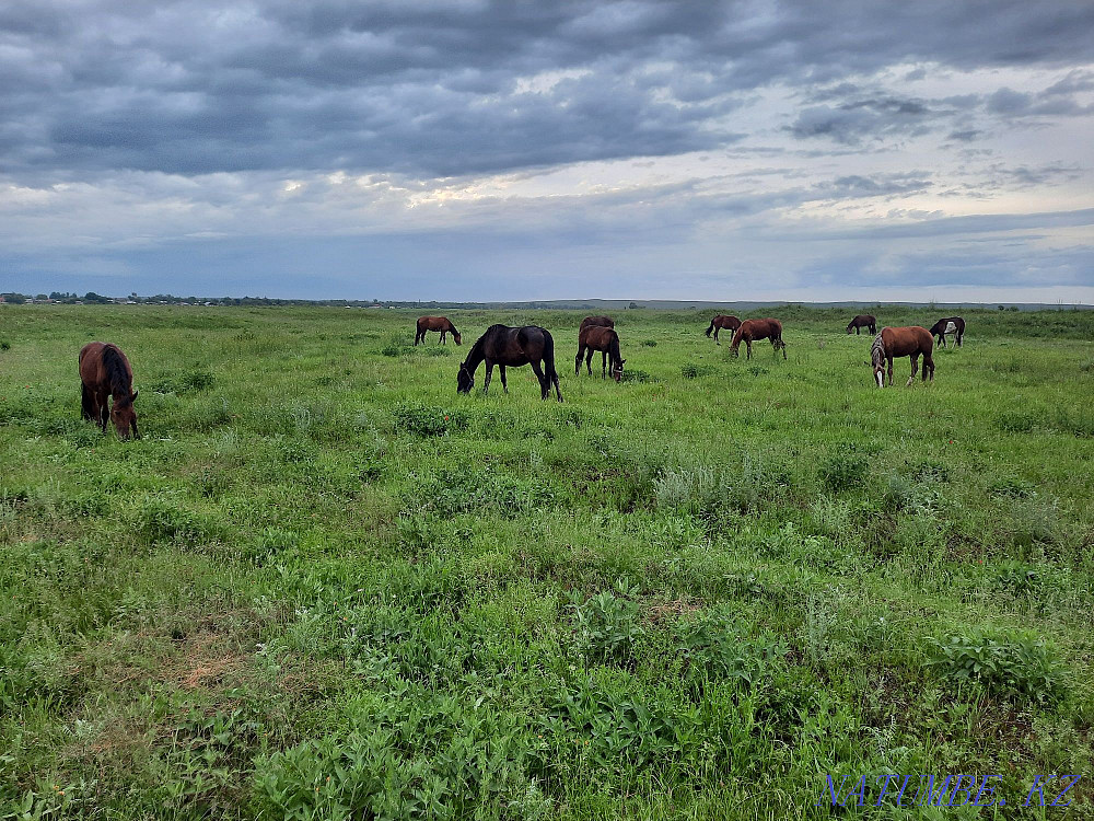 At zhylky satamyn horses for sale Енбек - photo 5
