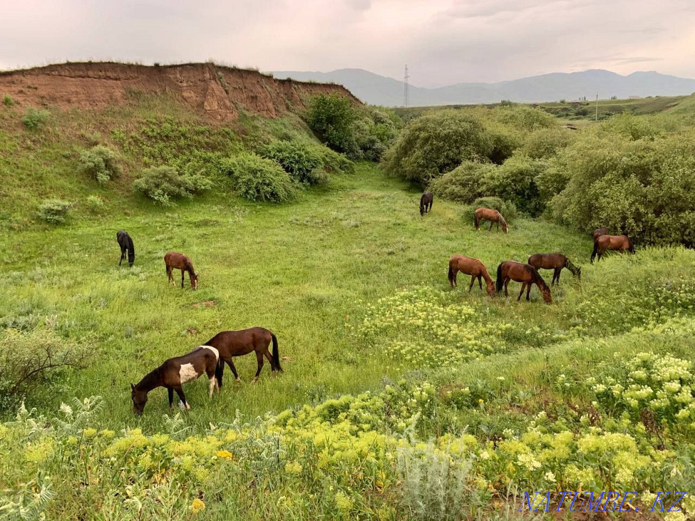 At zhylky satamyn horses for sale Енбек - photo 2