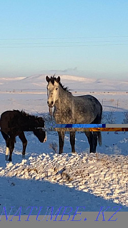 сатылатын жылқылар Боралдай - изображение 2