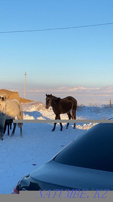 horses for sale Боралдай - photo 4