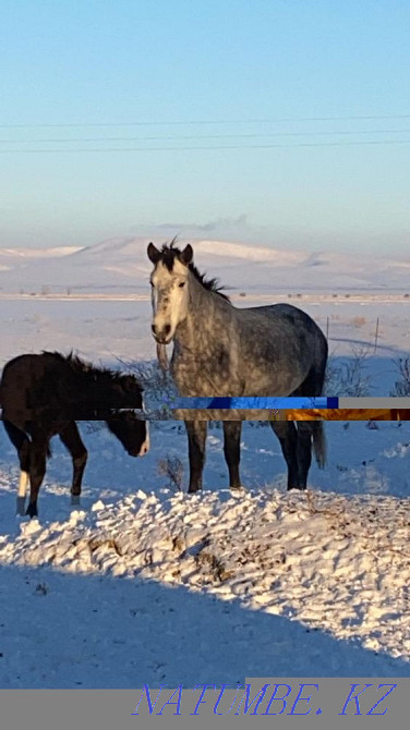 horses for sale Боралдай - photo 2