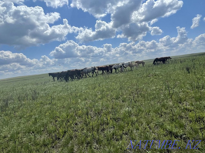 Zhylkylar Satylady sold a herd of horses  - photo 1