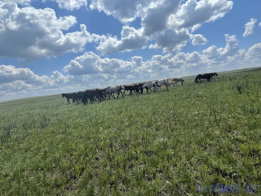 Zhylkylar Satylady sold a herd of horses  - photo 1