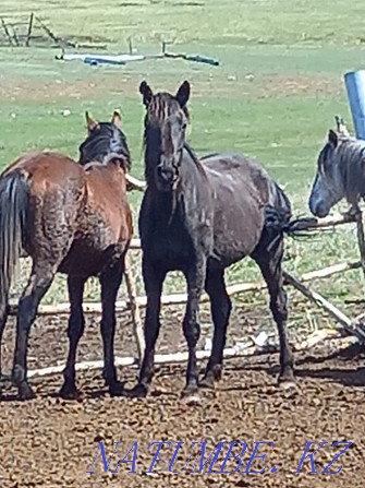 Bie satylads. Horses. Ust-Kamenogorsk - photo 2