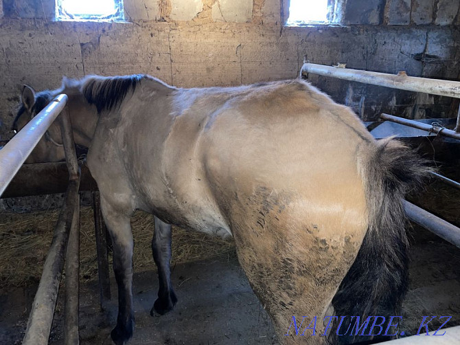 Продам лошади Астана - изображение 5