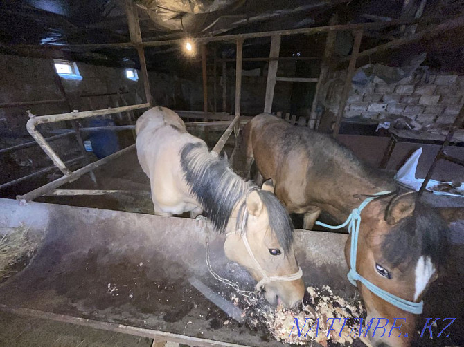 Продам лошади Астана - изображение 1