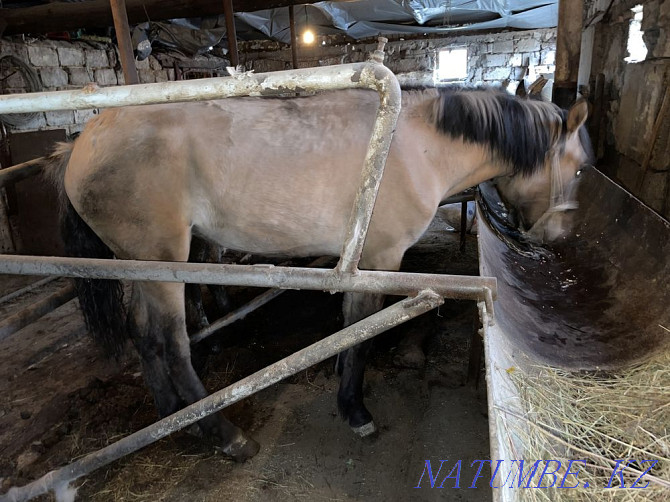 I will sell a horse Astana - photo 3