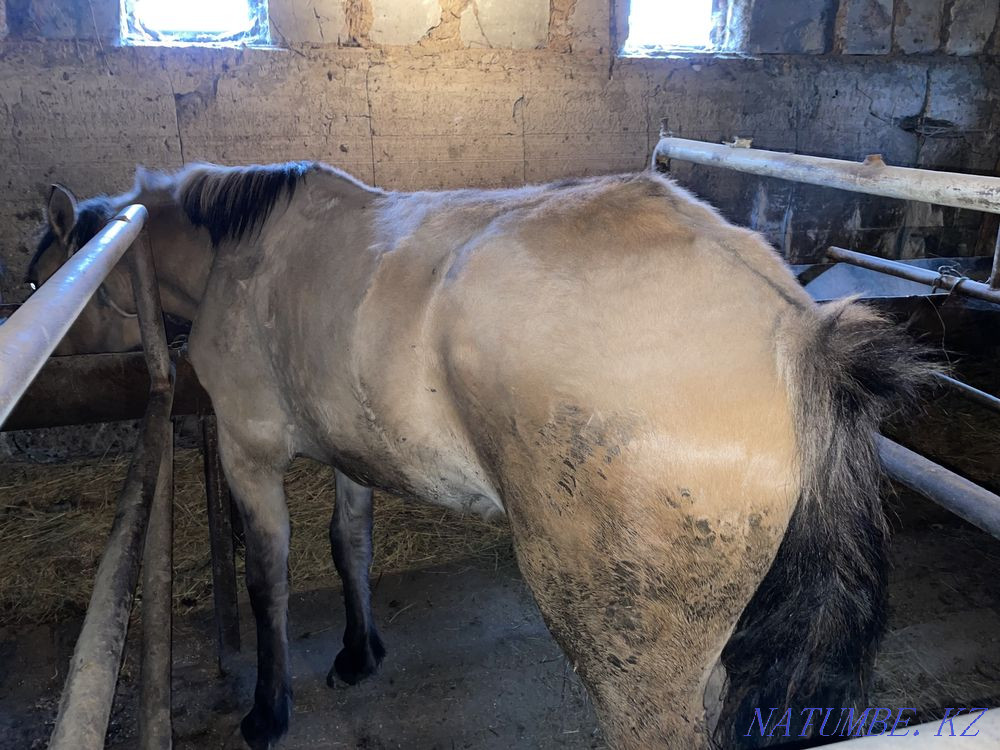 I will sell a horse Astana - photo 5
