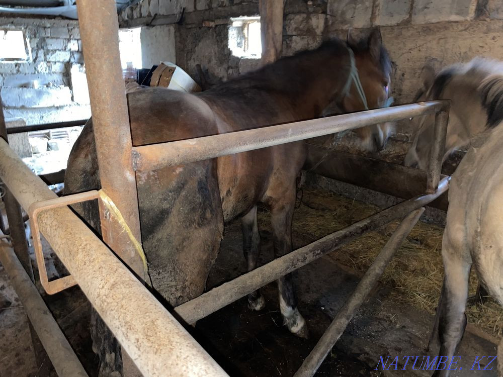 I will sell a horse Astana - photo 2
