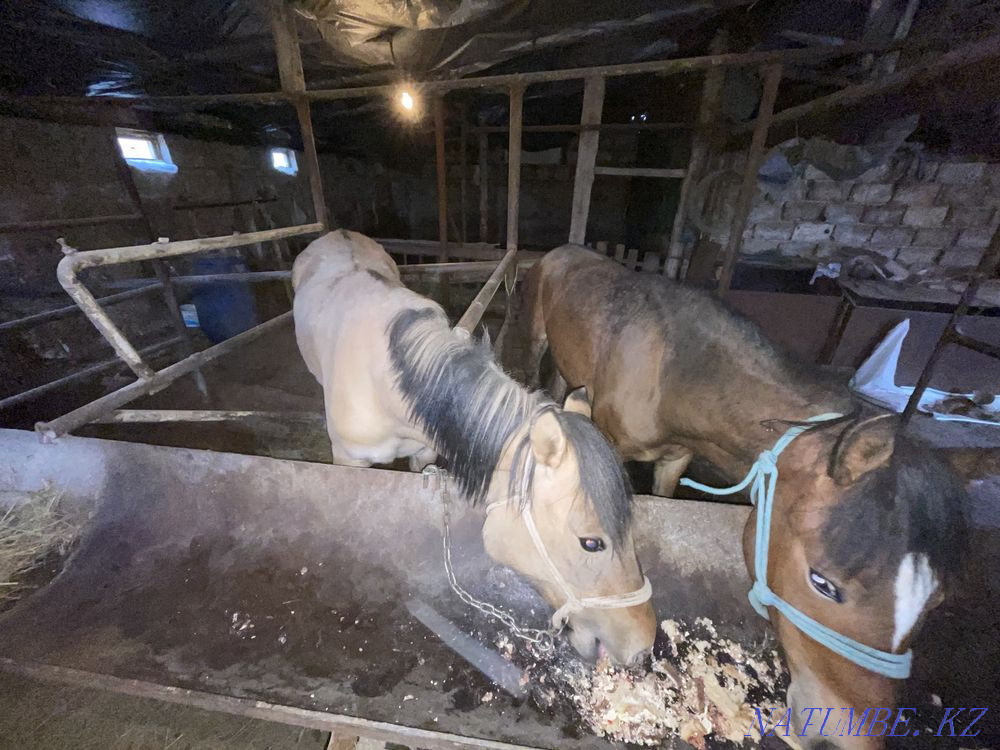 I will sell a horse Astana - photo 1