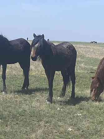 Лошади на продажу  Астана