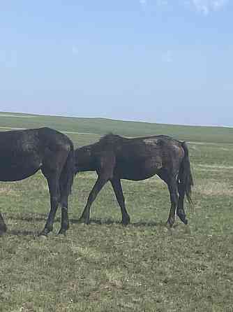 Лошади на продажу  Астана