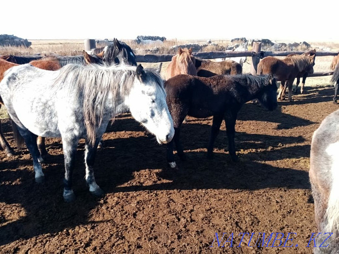 Bie horses 6 zhasta, zhabagy 1 year, kunan tai aigyrlar 2 years Astana - photo 2