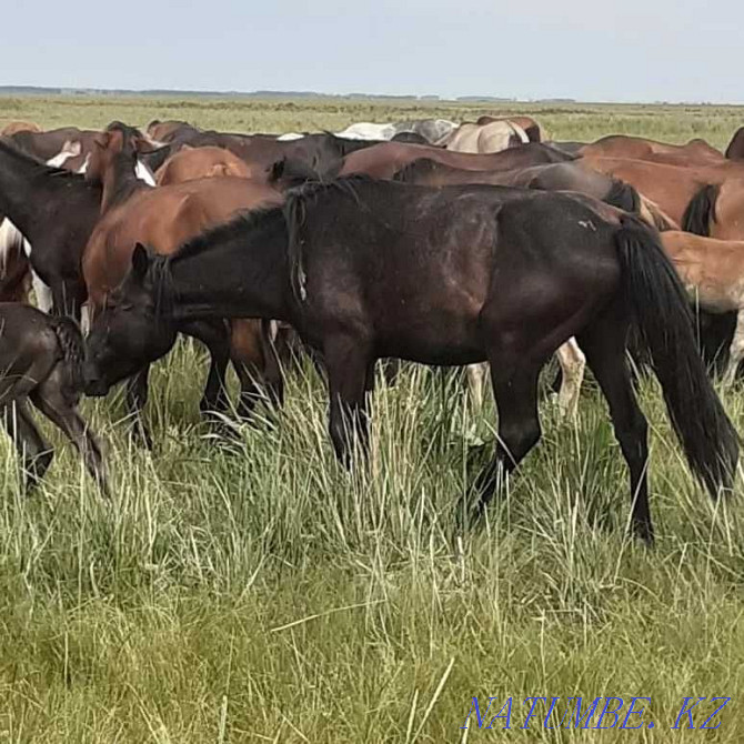 Bie horses 6 zhasta, zhabagy 1 year, kunan tai aigyrlar 2 years Astana - photo 5
