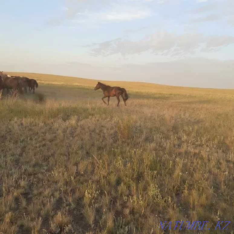 Лошади Кунан 2 года 400000 жабагы 1 год 350000 Кобыла 6 лет 800000 Астана - изображение 2