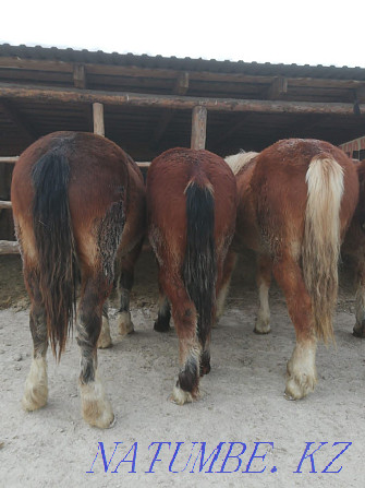 Упитанные лошади Молодняк. Откормленные на экологически чистых кормах. Семей - изображение 1