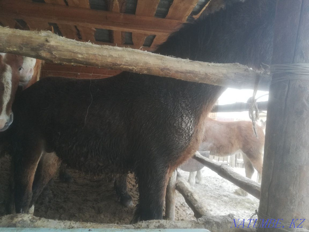 Упитанные лошади Молодняк. Откормленные на экологически чистых кормах. Семей - изображение 4