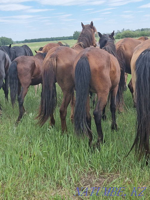 Продам лошадей,от жеребят до кобыл,возраста молодые Кокшетау - изображение 3