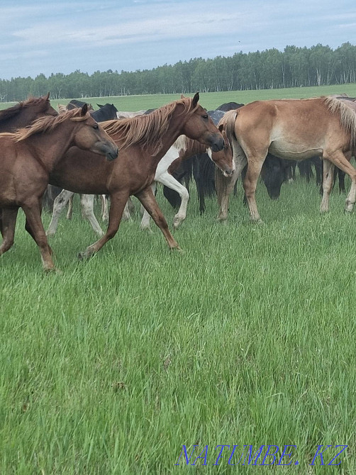 Продам лошадей,от жеребят до кобыл,возраста молодые Кокшетау - изображение 5