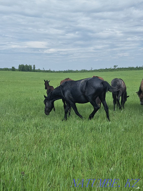 Продам лошадей,от жеребят до кобыл,возраста молодые Кокшетау - изображение 2