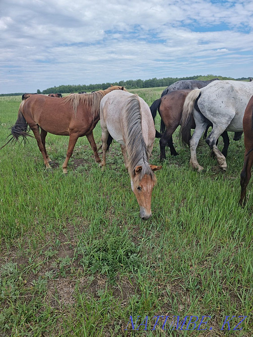 Продам лошадей,от жеребят до кобыл,возраста молодые Кокшетау - изображение 6