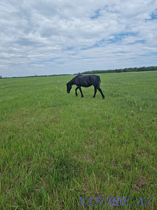 Продам лошадей,от жеребят до кобыл,возраста молодые Кокшетау - изображение 8