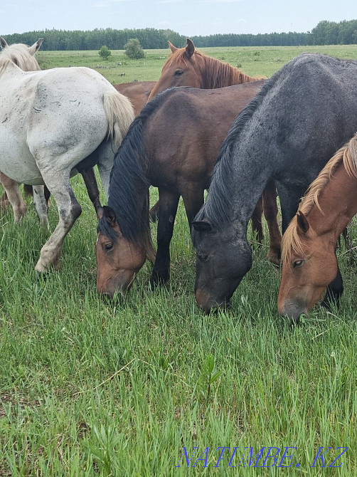 Продам лошадей,от жеребят до кобыл,возраста молодые Кокшетау - изображение 7