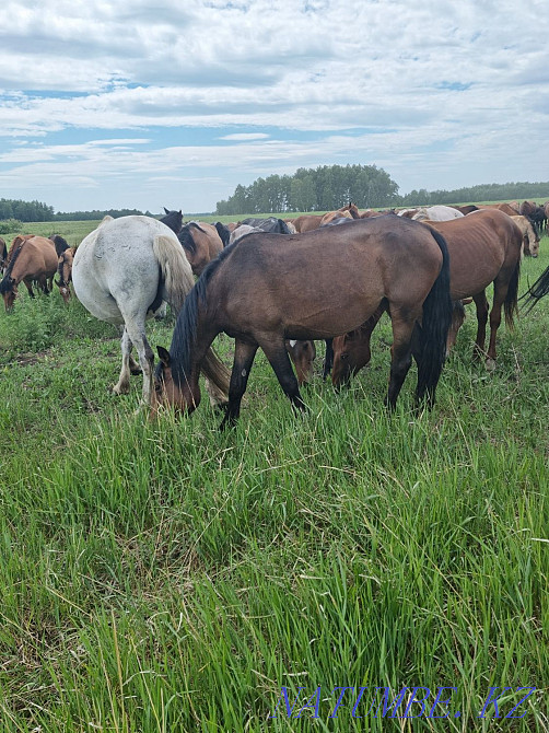 Продам лошадей,от жеребят до кобыл,возраста молодые Кокшетау - изображение 4