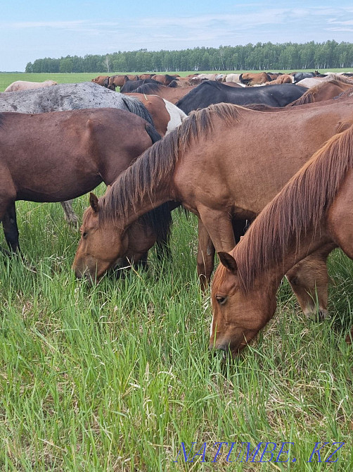 Продам лошадей,от жеребят до кобыл,возраста молодые Кокшетау - изображение 1