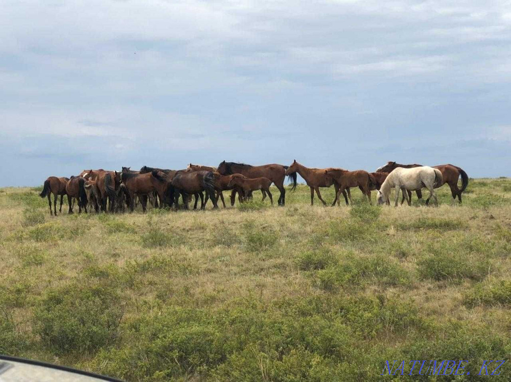 Лошади (кулынды бие, байтал, кунан, тай) Семей - изображение 1