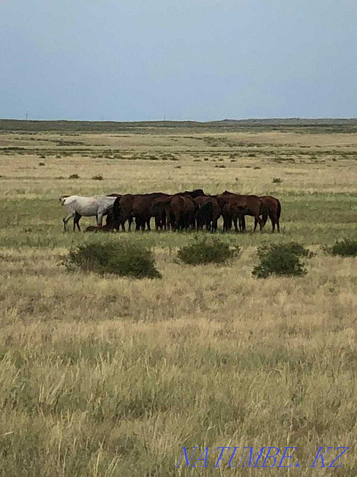 Лошади (кулынды бие, байтал, кунан, тай) Семей - изображение 2
