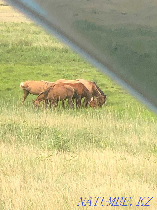Лошади (кулынды бие, байтал, кунан, тай) Семей - изображение 3