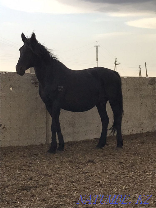 Кобыла Жылкы Лошади Байтал Тай Кунан Бие Кокшетау - изображение 1