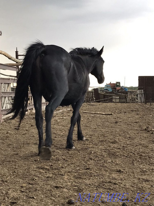 Кобыла Жылкы Лошади Байтал Тай Кунан Бие Кокшетау - изображение 3